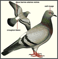 pigeon biset 