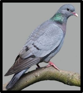 pigeon colombin